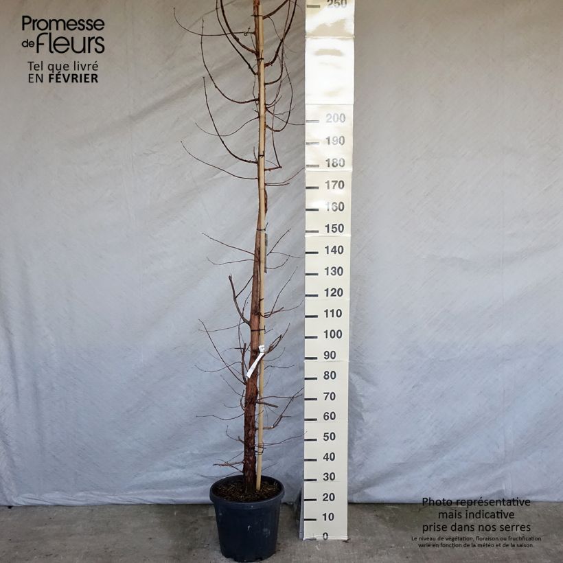 Example of Metasequoia glyptostroboides Pot van 18 l/20 l as you get in hiver