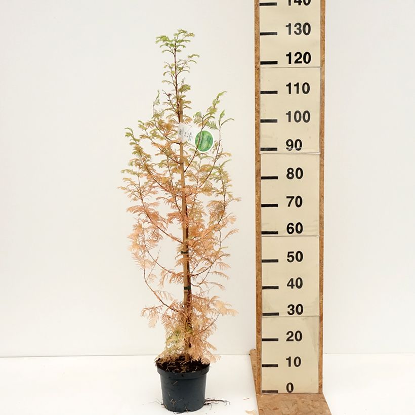 Exemplaar van Metasequoia glyptostroboides Pot de 3L/4L zoals geleverd in de herfst