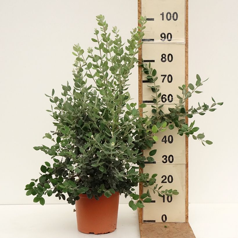 Exemplaar van Metrosideros excelsa - Nieuw-Zeelandse kerstboom Pot van 7,5 l/10 l zoals geleverd in de herfst