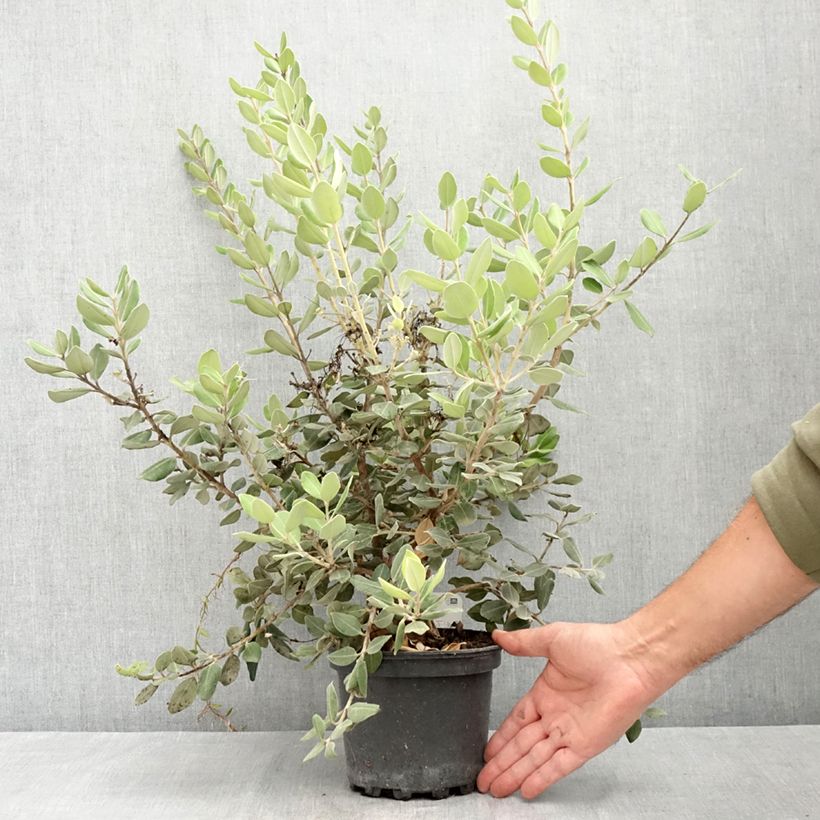 Exemplaar van Metrosideros excelsa Aurea - Nieuw-Zeelandse kerstboom Pot van 2 l/3 l zoals geleverd in de zomer