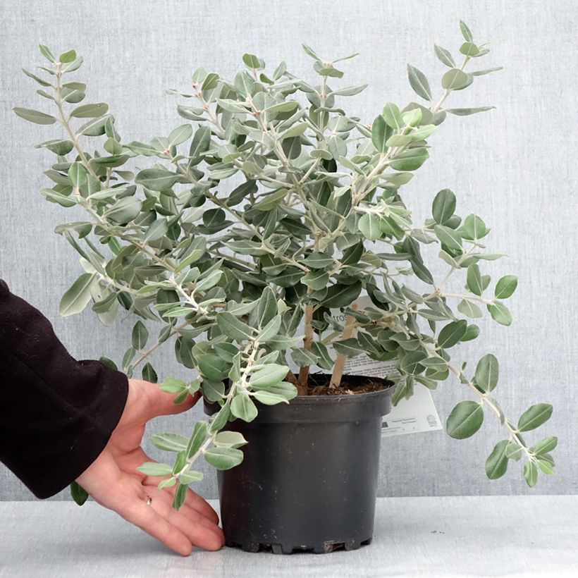 Example of Metrosideros excelsa Aurea - Arbre de Noël de Nouvelle-Zélande Pot van 2 l/3 l as you get in hiver