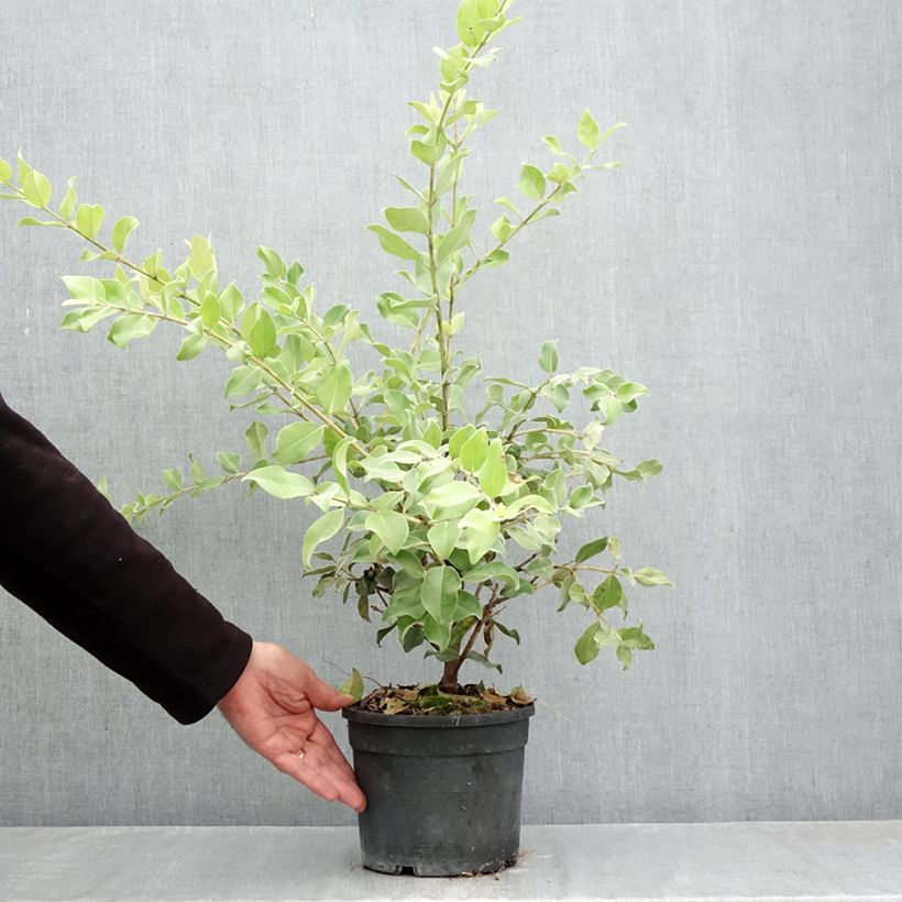 Exemplaar van Metrosideros thomasii - Nieuw-Zeelandse kerstboom Pot van 3 l/4 l zoals geleverd in de herfst