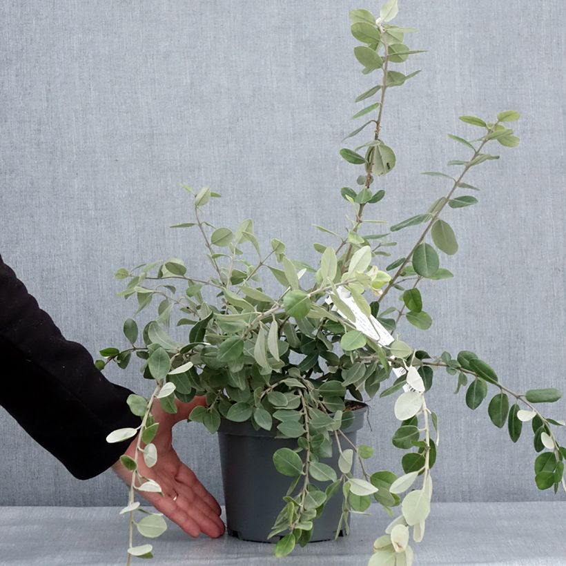 Example of Metrosideros thomasii - Nieuw-Zeelandse kerstboom Pot van 3 l/4 l as you get in hiver