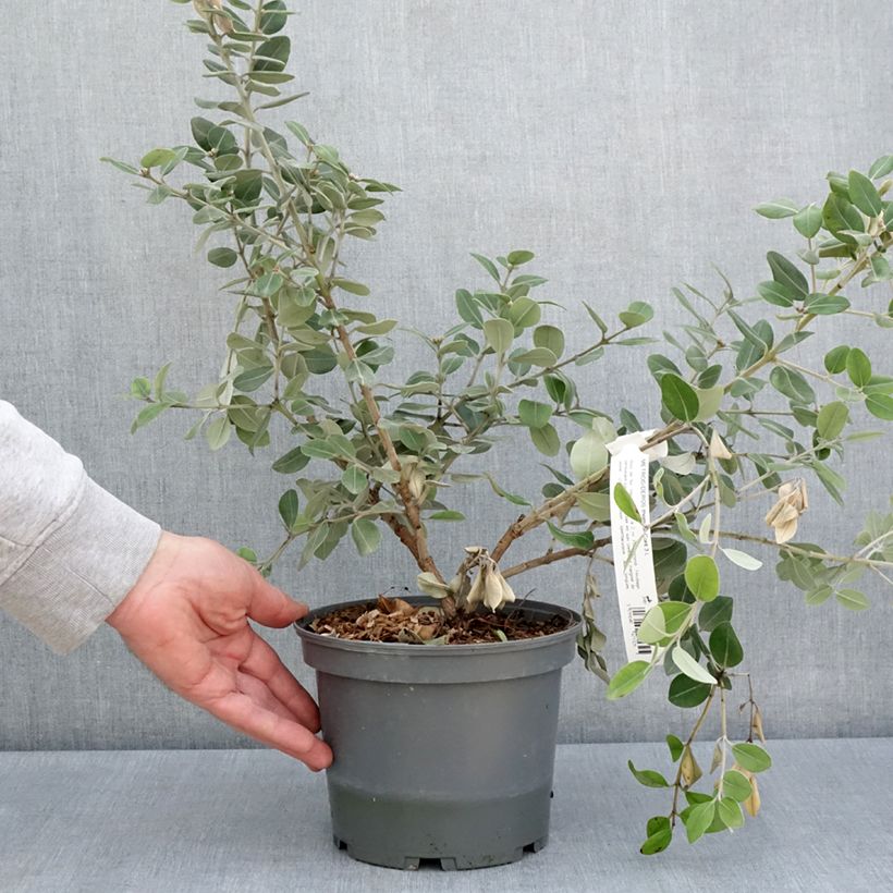 Exemplaar van Metrosideros thomasii - Nieuw-Zeelandse kerstboom Pot van 3 l/4 l zoals geleverd in de lente