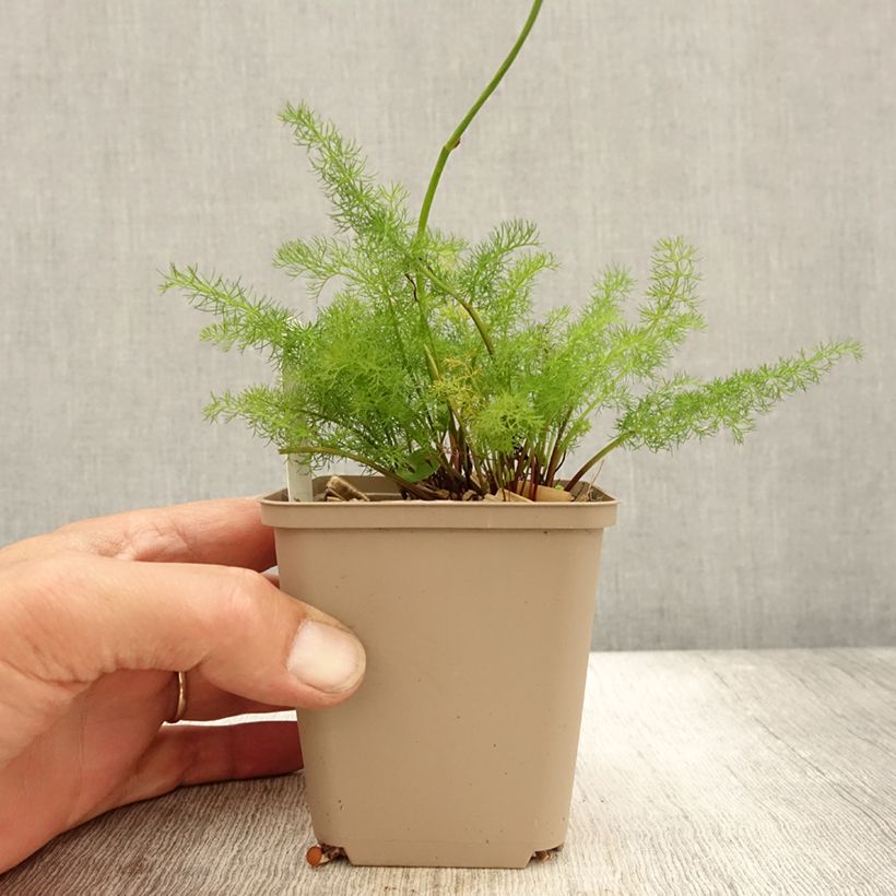 Exemplaar van Meum athamanticum - Bergvenkel Kweekpotje van 8/9 cm zoals geleverd in de herfst