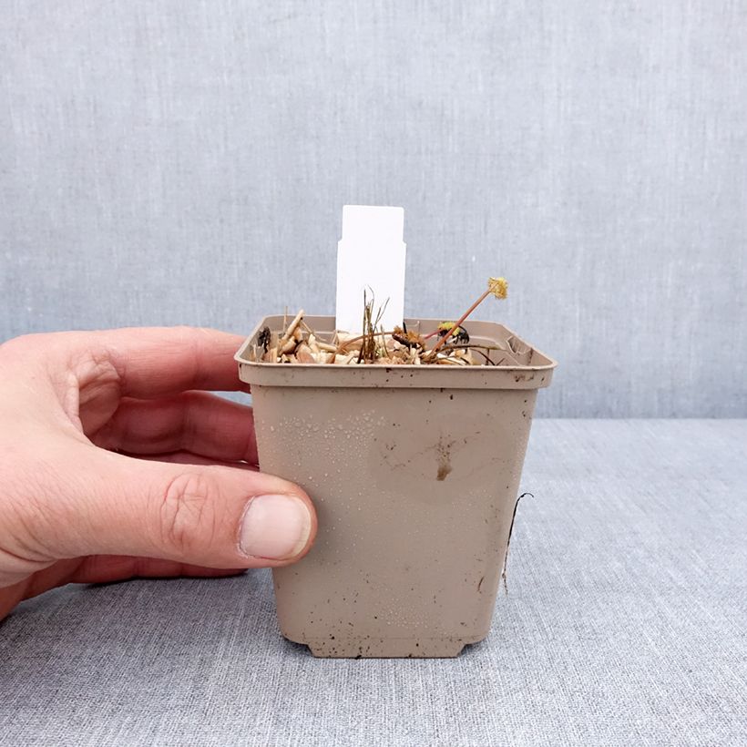 Example of Meum athamanticum - Cerfeuil des Alpes Kweekpotje van 8/9 cm as you get in hiver