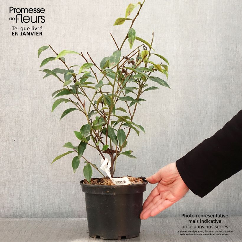 Example of Michelia figo Pot van 2 l/3 l as you get in hiver