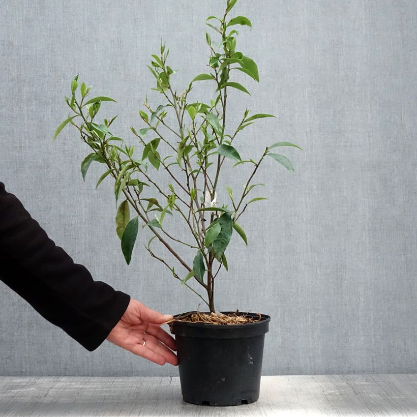 Exemplaar van Magnolia figo - Bananenstruik Pot van 2 l/3 l zoals geleverd in de lente