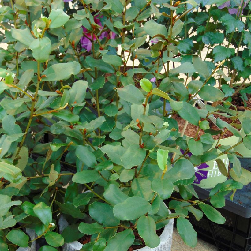 Michelia yunnanensis Gail's Favorite - Bananenstruik (Plant habit)