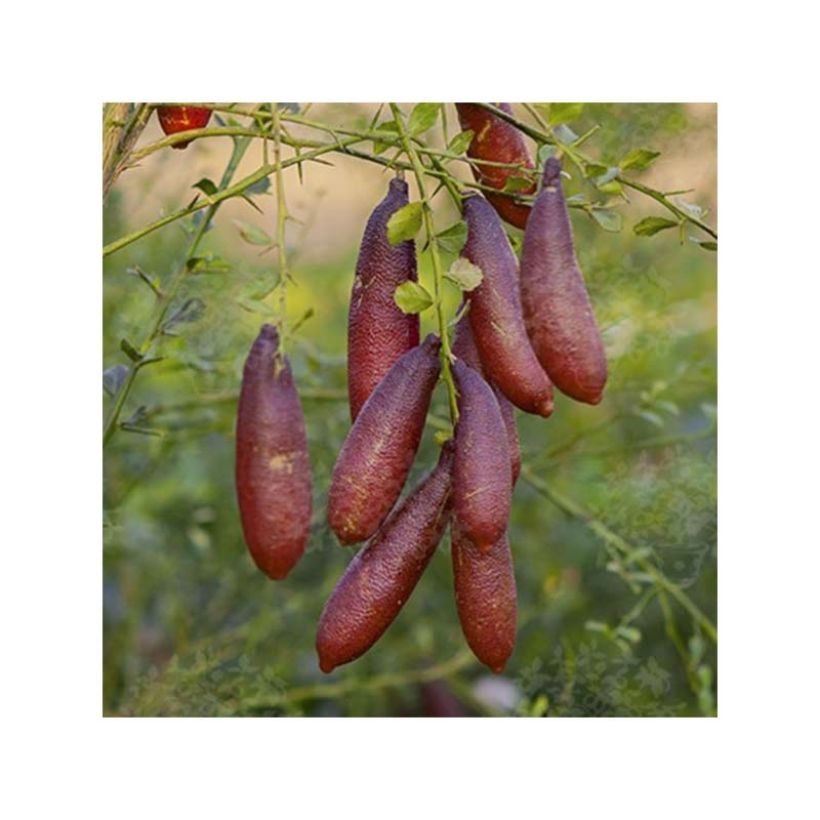 Vingerlimoen (zwarte zaadkorrels) - Microcitrus australasica (Oogst)