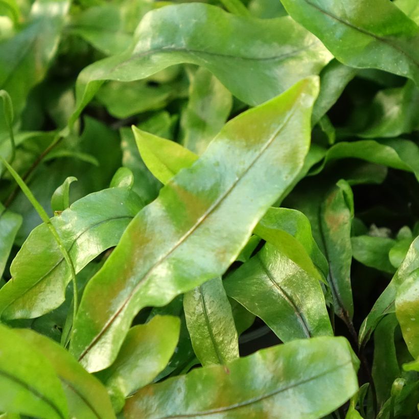Microsorum pteropus - Javaanse varen (Blad)