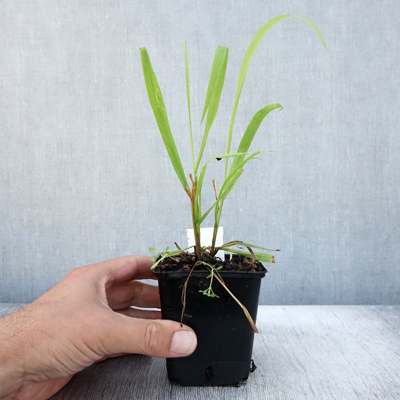 Exemplaar van Milium effusum Aureum - Bosgierstgras Kweekpotje van 8/9 cm zoals geleverd in de herfst