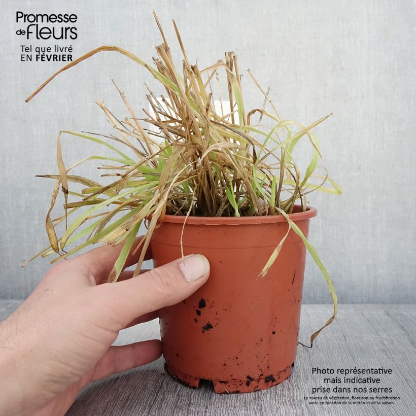 Example of Milium effusum Aureum Pot van 1 l/1,5 l as you get in hiver