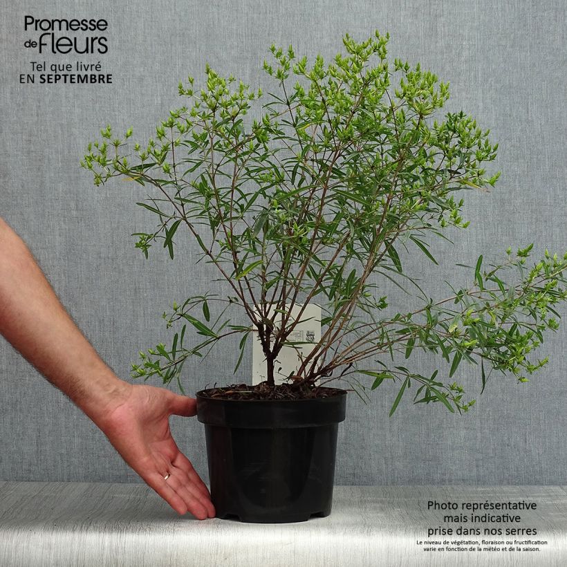 Exemplaar van Hypericum kalmianum Gemo - Kalm's hertshooi Pot van 3 l/4 l zoals geleverd in de zomer