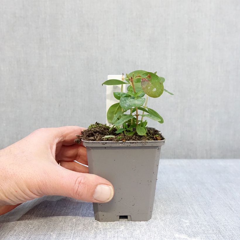 Example of Hypericum calycinum - Hertshooi Kweekpotje van 7/8 cm as you get in hiver