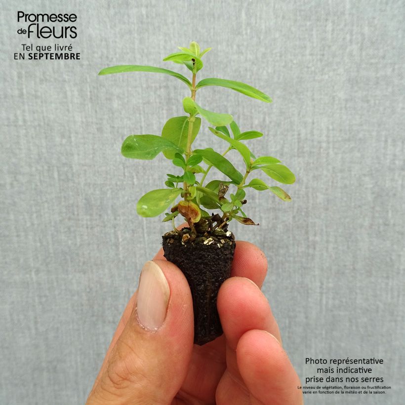 Example of Hypericum calycinum - Hertshooi Mini-mot Ø 1,5/2,5 cm as you get in automne