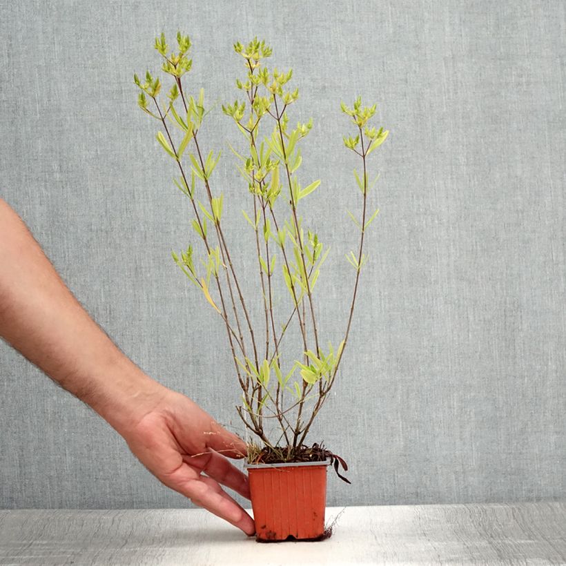 Exemplaar van Hypericum densiflorum Buttercup - Hertshooi Kweekpotje van 8/9 cm zoals geleverd in de zomer