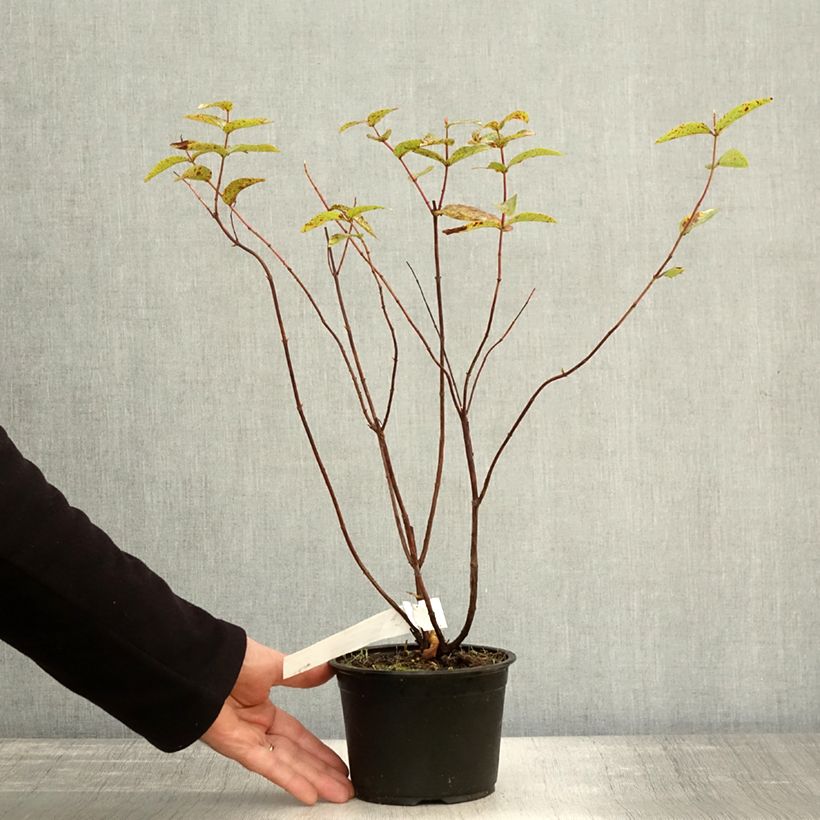 Exemplaar van Hypericum Elstead - Hertshooi Pot van 1,5 l/2 l zoals geleverd in de herfst