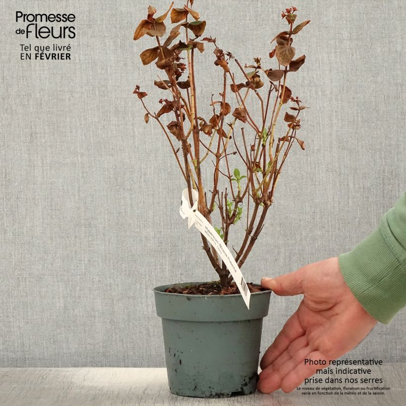 Example of Millepertuis - Hypericum inodorum Miracle Pistache Pot van 2 l/3 l as you get in hiver