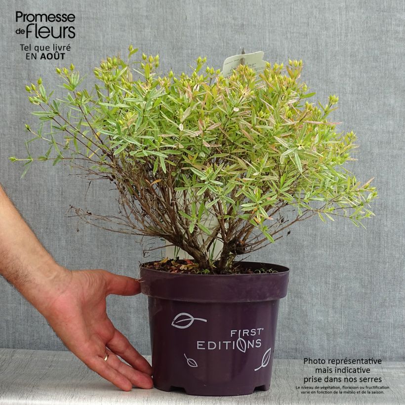 Exemplaar van Hypericum kalmianum Cobalt-n-Gold - Kalm's hertshooi Pot van 2 l/3 l zoals geleverd in de zomer