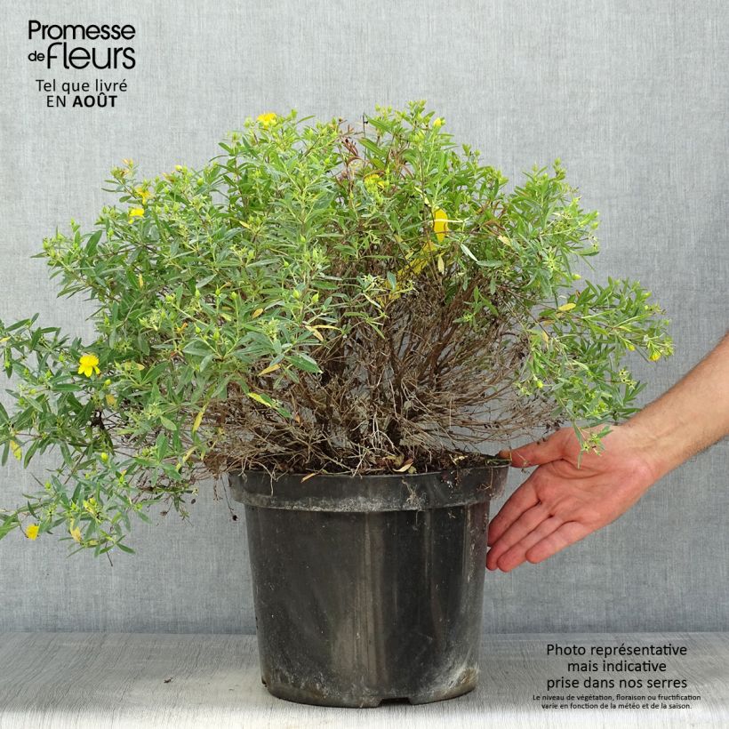 Exemplaar van Hypericum kalmianum Cobalt-n-Gold - Kalm's hertshooi Pot van 7,5 l/10 l zoals geleverd in de zomer