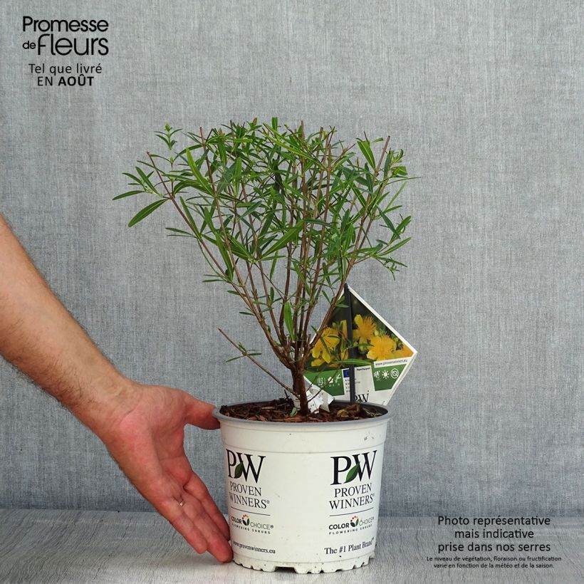 Exemplaar van Hypericum kalmianum Sunny Boulevard - Kalm's hertshooi Pot van 2 l/3 l zoals geleverd in de zomer