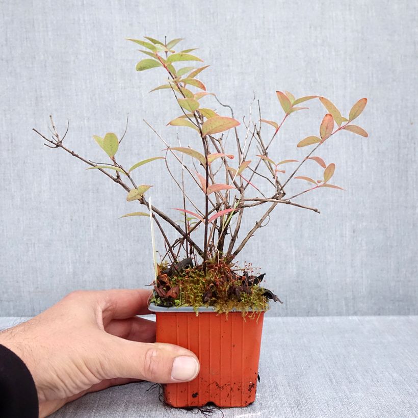 Exemplaar van Hypericum moserianum Tricolor - Hertshooi tricolor Kweekpotje van 8/9 cm zoals geleverd in de herfst