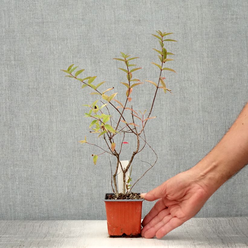Exemplaar van Hypericum moserianum Tricolor - Hertshooi tricolor Kweekpotje van 8/9 cm zoals geleverd in de zomer