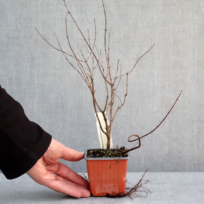 Example of Millepertuis tricolore - Hypericum moserianum Tricolor Kweekpotje van 8/9 cm as you get in hiver