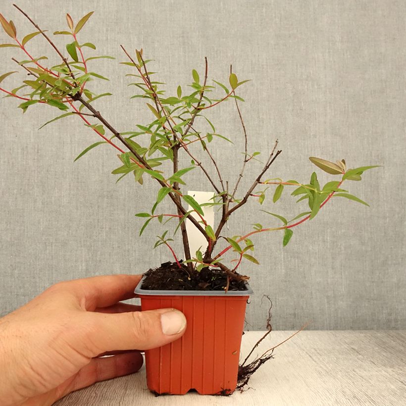 Exemplaar van Hypericum moserianum Tricolor - Hertshooi tricolor Kweekpotje van 8/9 cm zoals geleverd in de lente