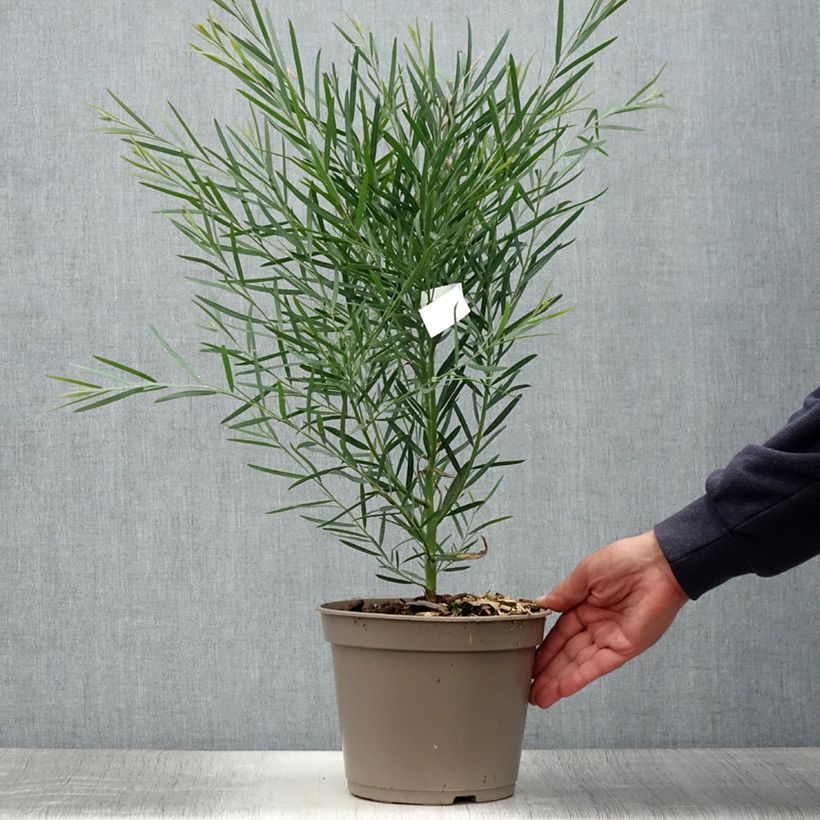 Exemplaar van Acacia iteaphylla - Mimosa Pot van 4 l/5 l zoals geleverd in de zomer