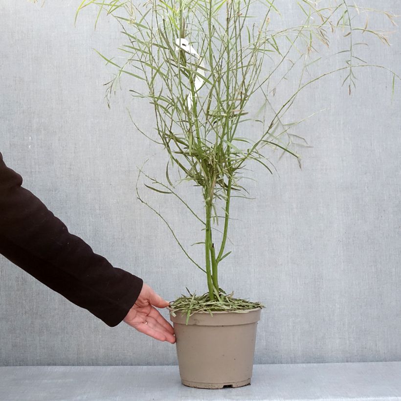 Exemplaar van Acacia iteaphylla - Mimosa Pot van 4 l/5 l zoals geleverd in de lente