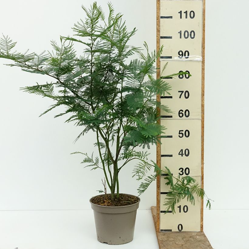 Exemplaar van Acacia dealbata Mimosa - Mimosa Pot van 4 l/5 l zoals geleverd in de zomer