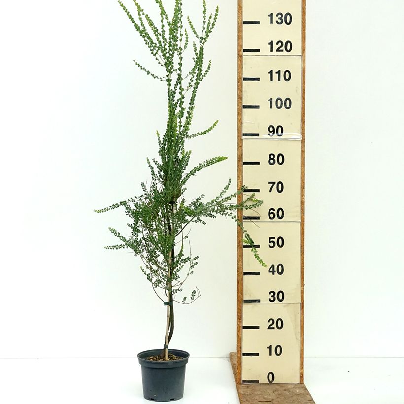 Exemplaar van Acacia pravissima - Mimosa Pot van 3 l/4 l zoals geleverd in de zomer