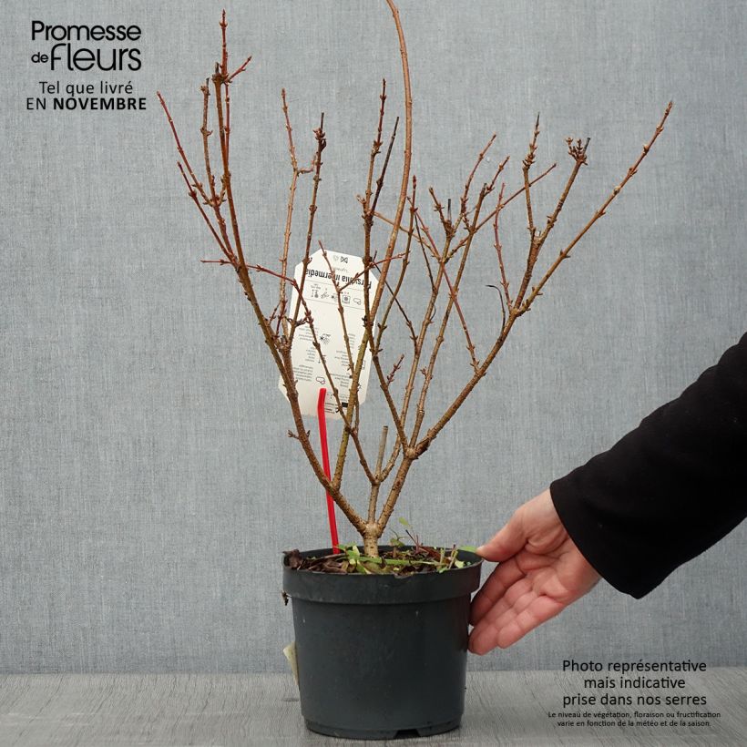 Exemplaar van Forsythia intermedia Lynwood - Chinees klokje Pot van 2 l/3 l zoals geleverd in de herfst