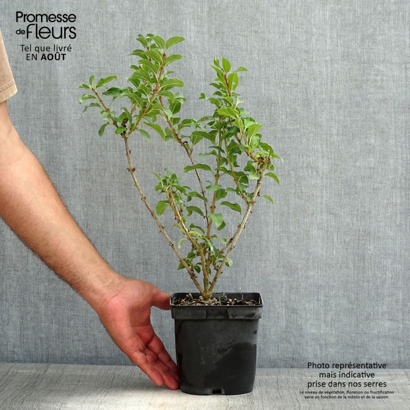 Exemplaar van Forsythia Mindor - Chinees klokje Pot van 2 l/3 l zoals geleverd in de zomer