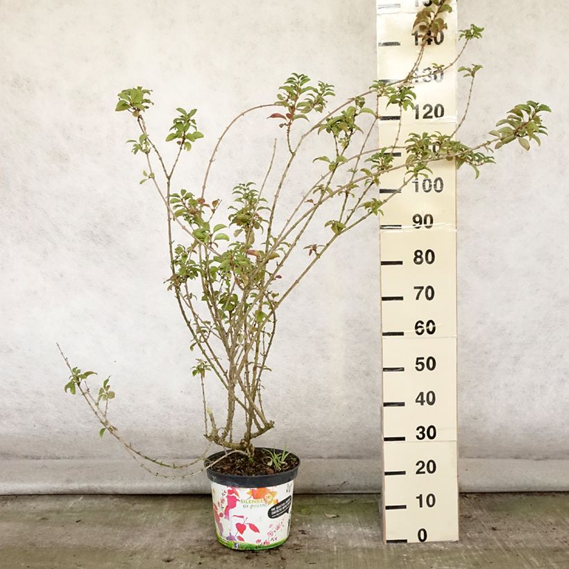 Exemplaar van Forsythia Mindor - Chinees klokje Pot van 7,5 l/10 l zoals geleverd in de zomer