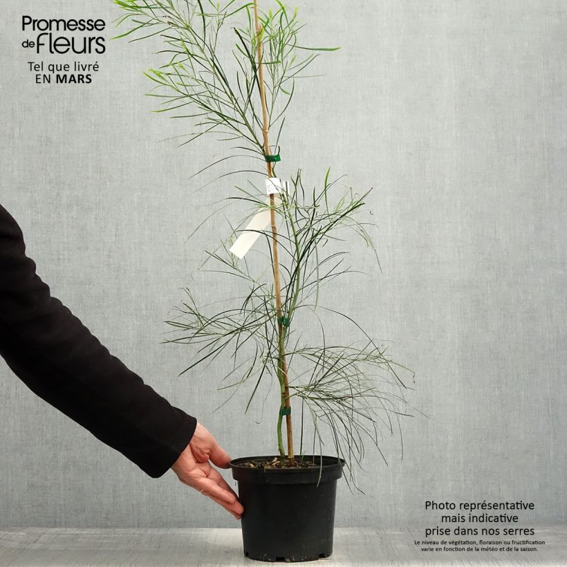 Exemplaar van Acacia retinodes - Mimosa der vier seizoenen Pot van 2 l/3 l zoals geleverd in de lente