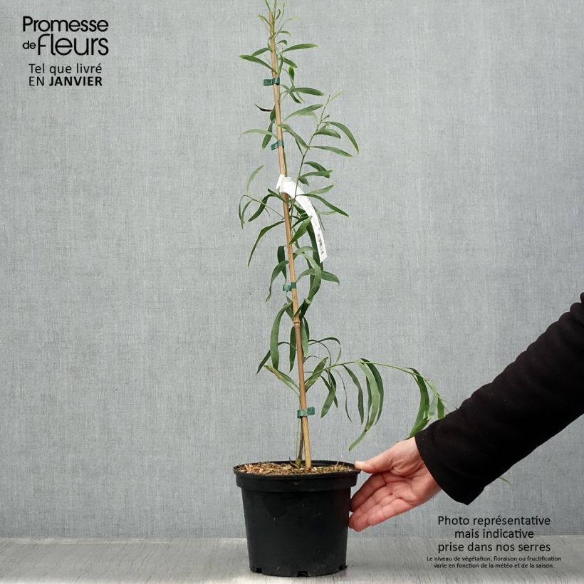 Example of Mimosa des 4 saisons Lisette - Acacia retinodes Pot van 2 l/3 l as you get in hiver