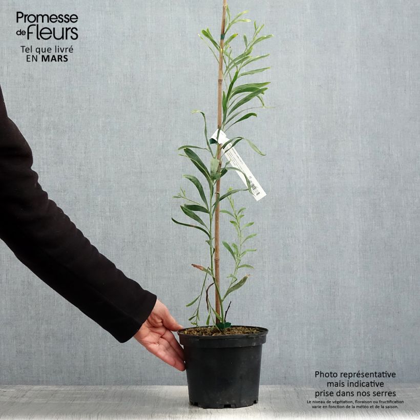 Exemplaar van Acacia retinodes Lisette - Mimosa der vier seizoenen Pot van 2 l/3 l zoals geleverd in de lente