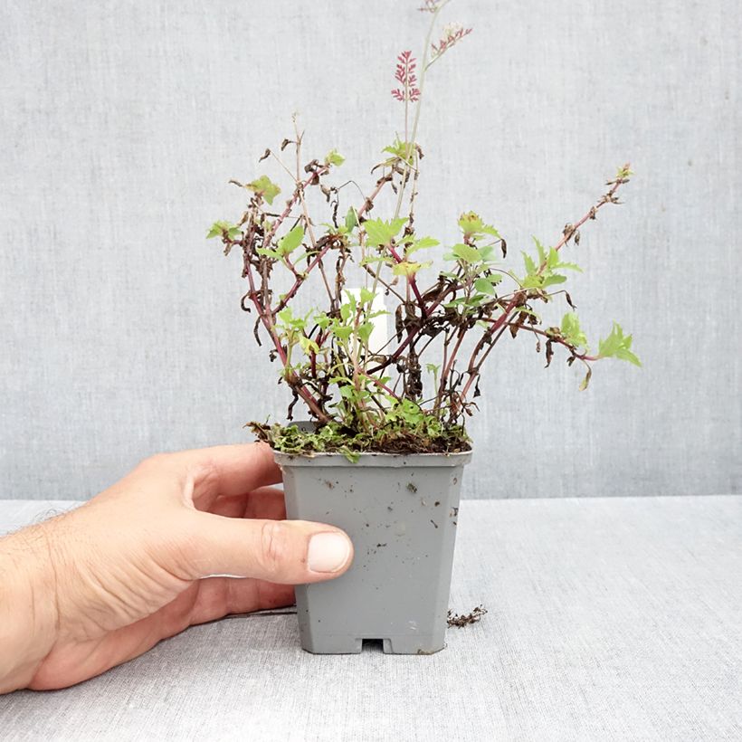 Exemplaar van Mimulus cupreus Roter Kaiser - Maskerbloem Kweekpotje van 8/9 cm zoals geleverd in de herfst