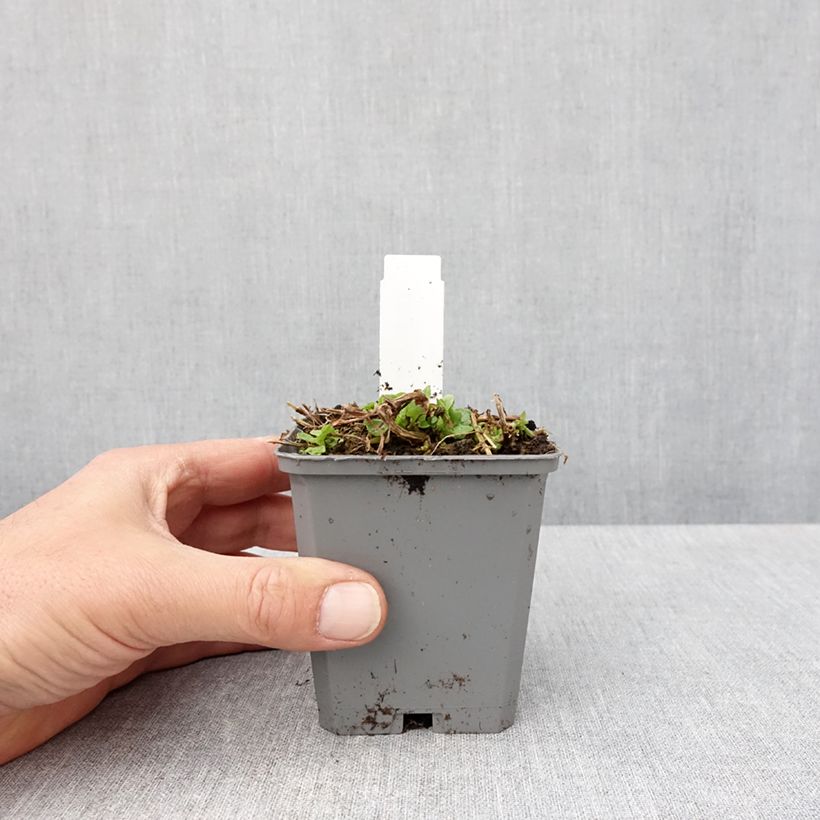 Exemplaar van Mimulus cupreus Roter Kaiser - Maskerbloem Kweekpotje van 8/9 cm zoals geleverd in de lente