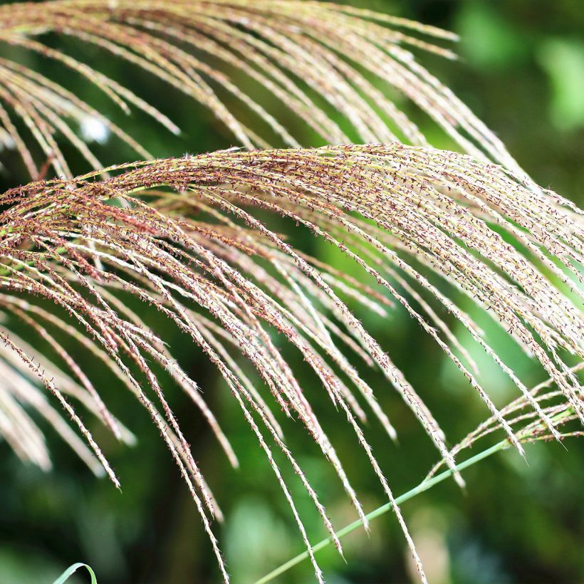 Miscanthus floridulus - Prachtriet (Flowering)