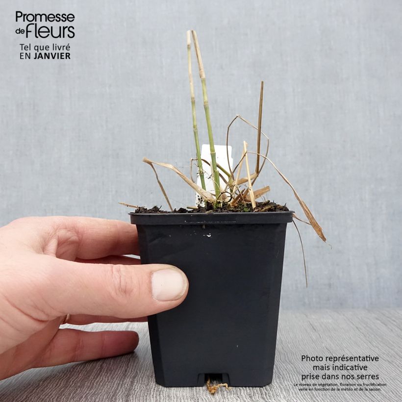 Example of Miscanthus floridulus - Prachtriet Kweekpotje van 8/9 cm as you get in hiver