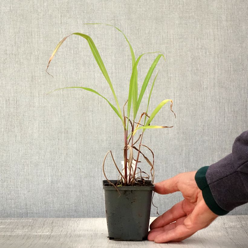 Exemplaar van Miscanthus nepalensis - Prachtriet Kweekpotje van 8/9 cm zoals geleverd in de herfst