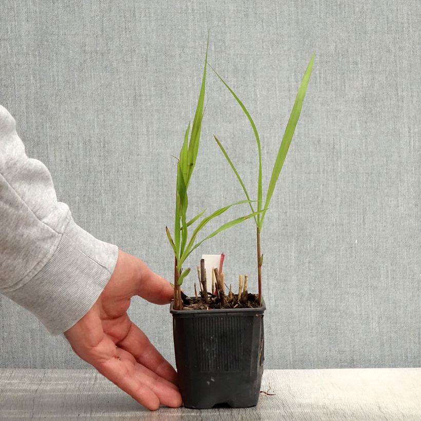 Exemplaar van Miscanthus sacchariflorus - Prachtriet Kweekpotje van 8/9 cm zoals geleverd in de lente