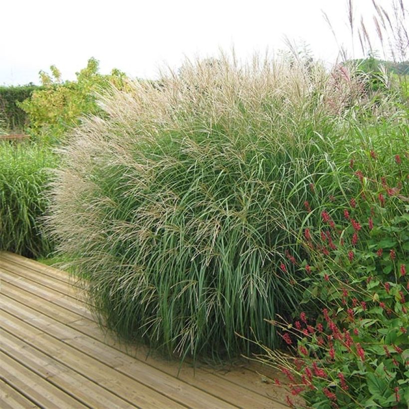 Miscanthus sinensis Adagio - Prachtriet (Plant habit)