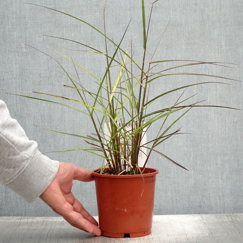 Exemplaar van Miscanthus sinensis Aperitiv - Prachtriet Pot van 1 l/1,5 l zoals geleverd in de zomer