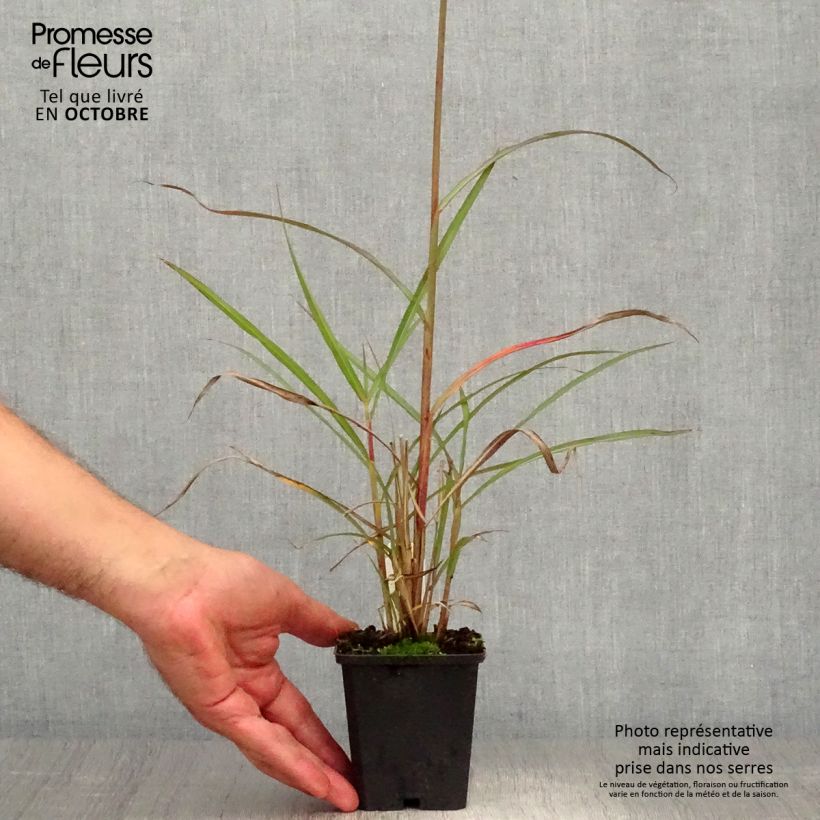 Exemplaar van Miscanthus sinensis Boucle - Prachtriet Pot van 1,5 l/2 l zoals geleverd in de herfst