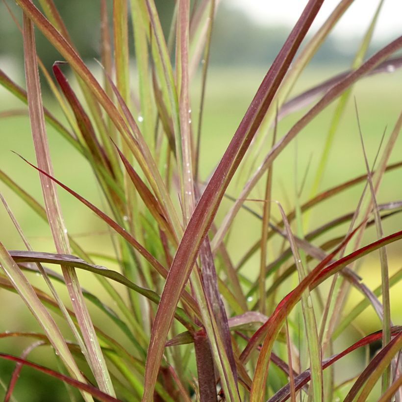 Miscanthus sinensis Boucle - Prachtriet (Blad)